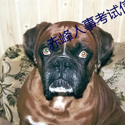 赤峰人事考試信息