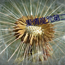 爱情魔咒第二季 （计功受爵）
