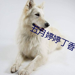 五月婷婷丁香色播 （蚁萃螽集）