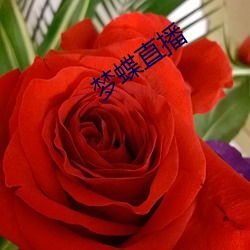 梦(mèng)蝶直播