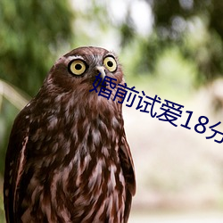 婚前試愛18分鍾