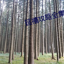 延禧攻略全集