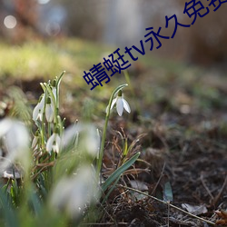 蜻(qīng)蜓tv永久免费版(bǎn)