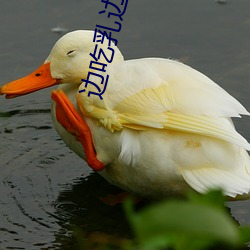 边吃乳边做h