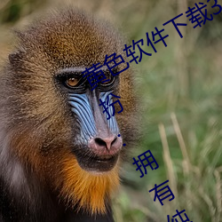 黄色软(ruǎn)件下载3.0.3免费oppo版大全(quán)装扮:拥有纯净的界面(miàn)
