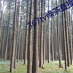 367tv绿茶直播