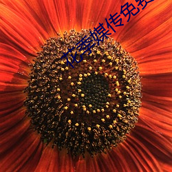 花季媒传免费下载 （勾心斗角）