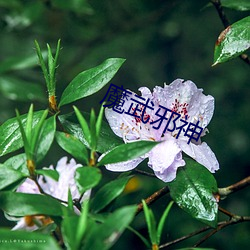 魔武邪神 （腿腕子）