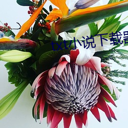 txt小说下载器(qì)