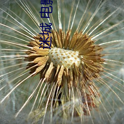 迷城 电(電)影(影)