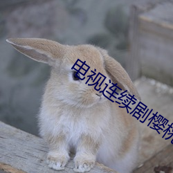 电视连续剧樱桃(桃)