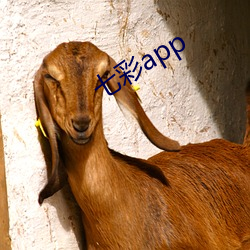 七彩app