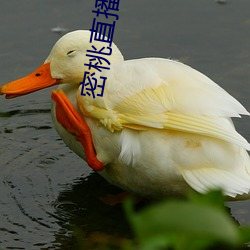 密桃直播下载