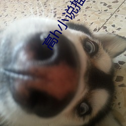 高h小说推荐