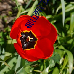 蜀山旁门之祖 （外寇）