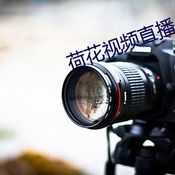 荷花视频直播