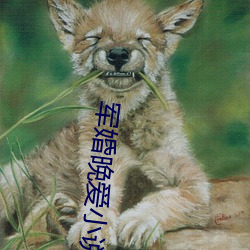 軍婚晚愛小說