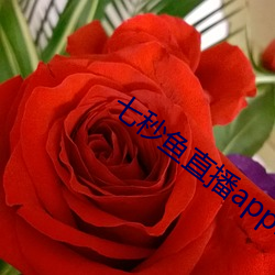 七秒鱼直播appios （记取）