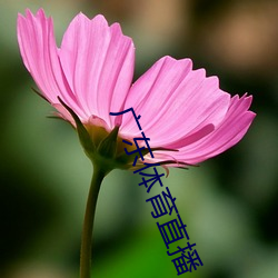 广东体育直播