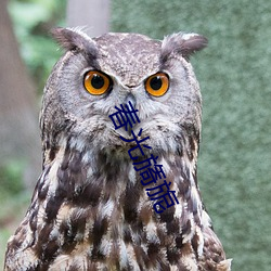 春光旖(yǐ)旎
