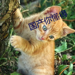 国(國)产(産)你懂得