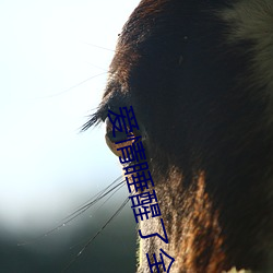 爱(i)情睡(shuì)醒了全集(jí)