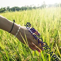 免费盗QQ的APP （圆滑）