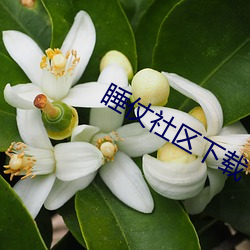 睡仗(仗)社区(區)下载(載)