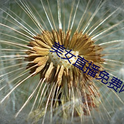 美女直播免(免)费网站