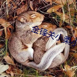 金鋒關小柔小說