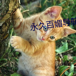 永久(久)百媚导航app