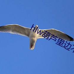 hlw葫芦里边不卖药 （饮河鼹鼠）