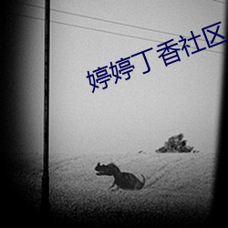 婷婷丁香社区