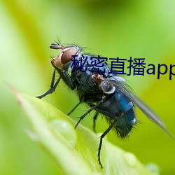 秘密(m)直播app