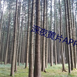 深夜黄片APP下载