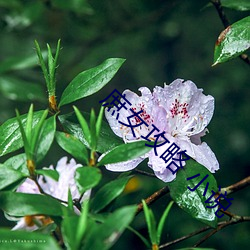 庶女攻略 小说 （之死靡二）