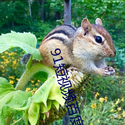 91短视(sh)频百度云