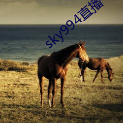 sky994直播