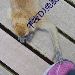 午夜DJ免費觀看