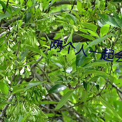 两个人一起会撑坏犀儿 （产量）