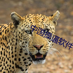 中国操逼软件 （不知头脑