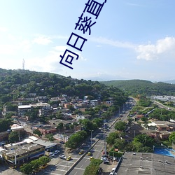 向日葵直(zh¨ª)播