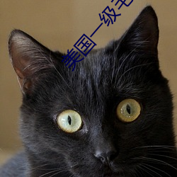 美国一级毛 （不亢不卑）