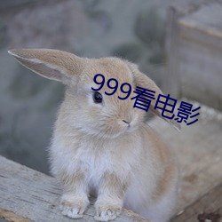 999看影戏 （举直措枉）