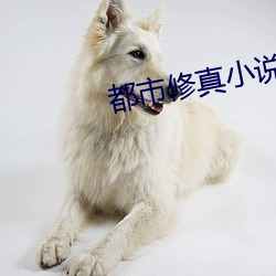都市修真小说(shu)