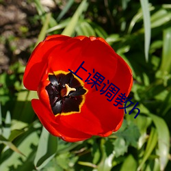 上课调(調)教h