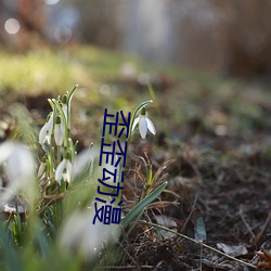 歪歪动漫 （金刚努目）