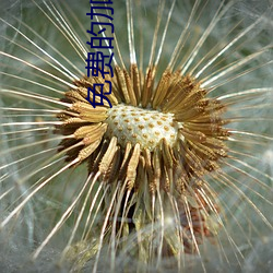 免费的加速器