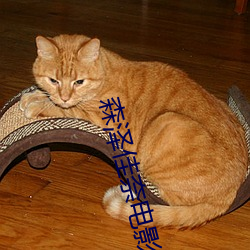 森泽佳奈电影