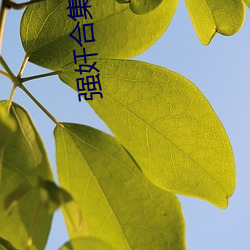 强奸(奸)合(合)集